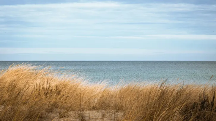 Dünengras an der Ostseeküste