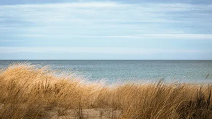 Dune grass on the Baltic coast